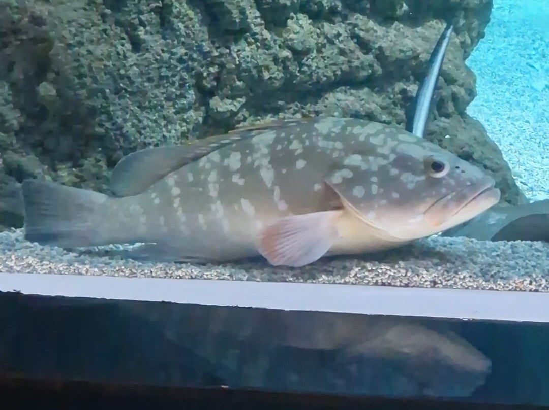Lanzarote Aquarium-科斯塔特吉塞必去景点
