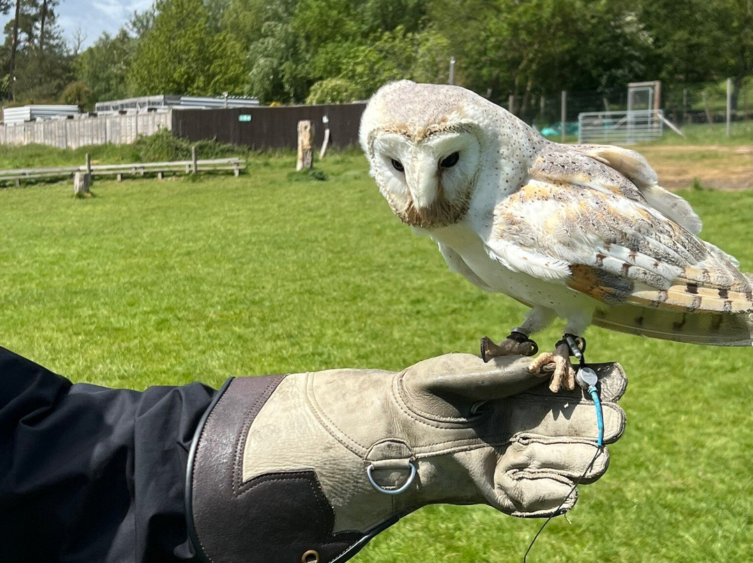 UK Owl And Raptor Centre-Groombridge必去景点