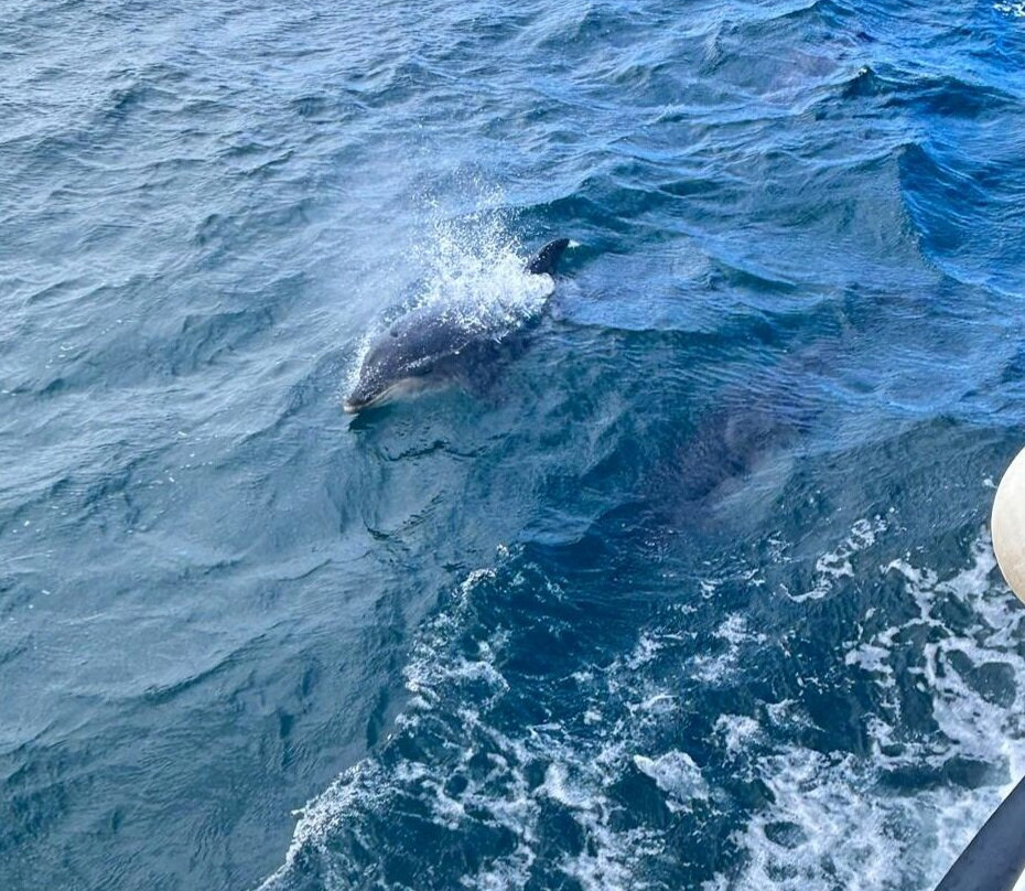 Serenity Farne Island Boat Tours-Seahouses必去景点