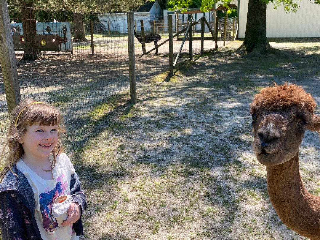 Jersey Shore Alpacas-开普梅必去景点