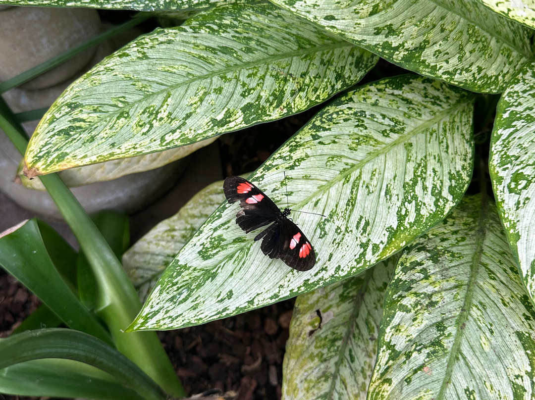 Missoula Butterfly House & Insectarium-米苏拉必去景点