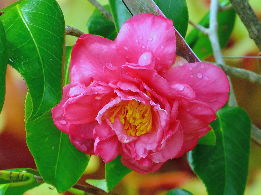 Cape Fear Botanical Garden-费耶特维尔必去景点