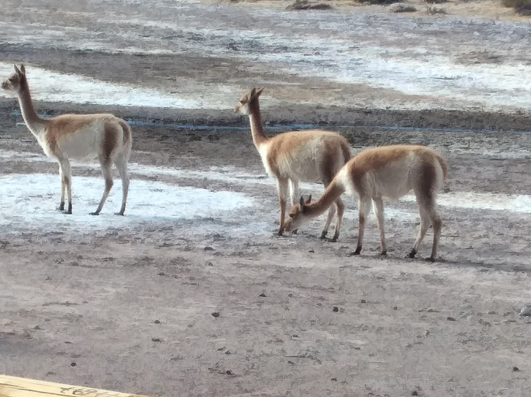 On Safari Atacama-圣佩德罗-德阿塔卡马必去景点