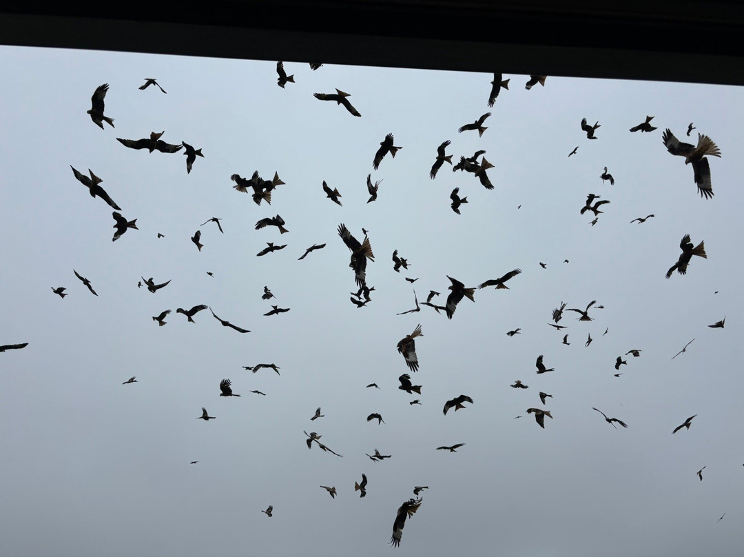 Bellymack Hill Farm - Kite Feeding Station-Laurieston必去景点