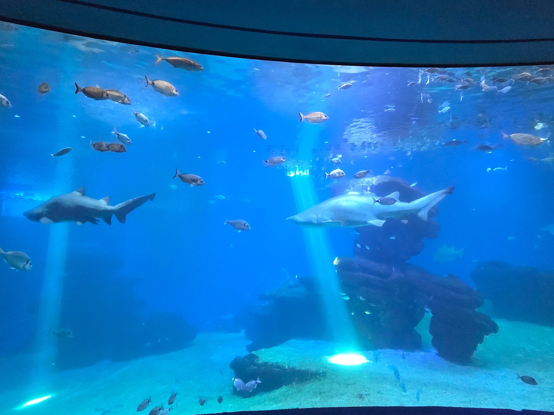 巴尔马水族馆-马洛卡帕尔马必去景点