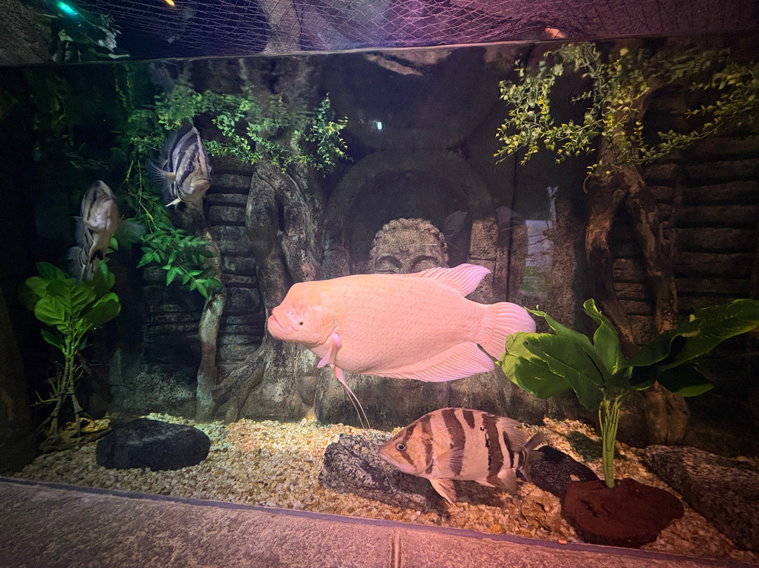 Oceanic Aquarium-康泊琉海水浴场必去景点