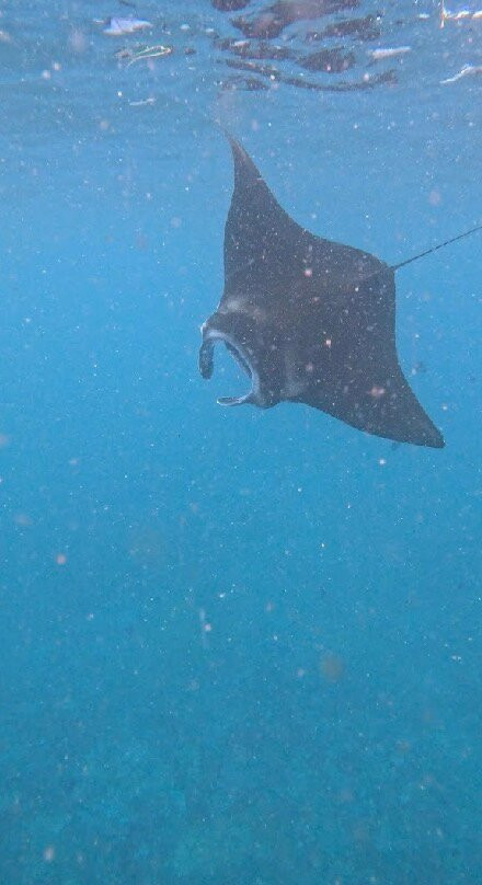 Ceningan Snorkeling Trip-努沙切宁安岛必去景点