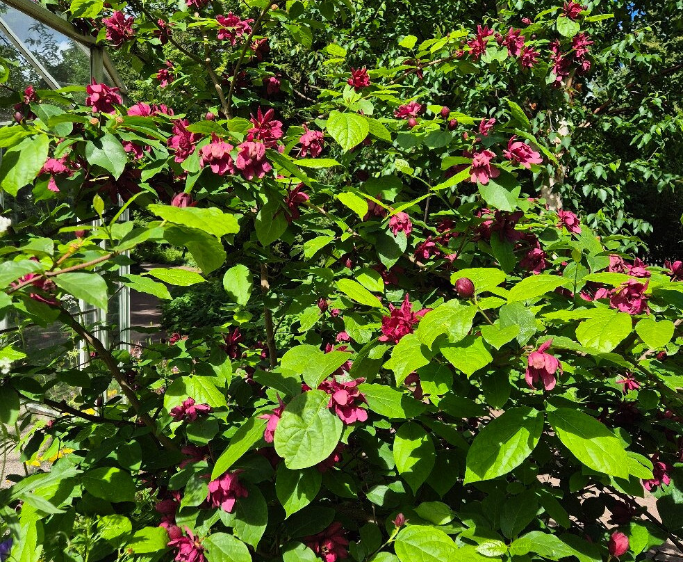 The Garden Society (Tradgardsforeningen)-哥德堡必去景点