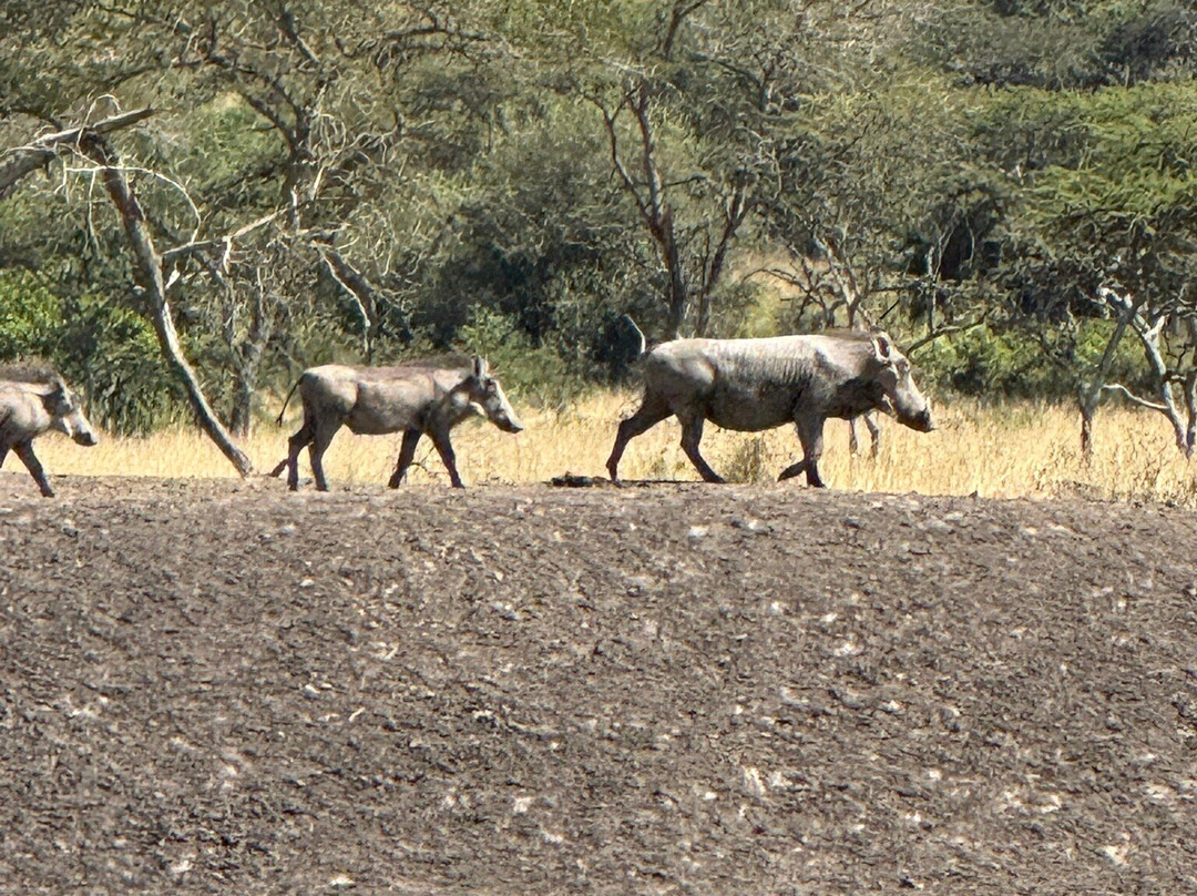 Lake Mburo National Park-Mbarara必去景点