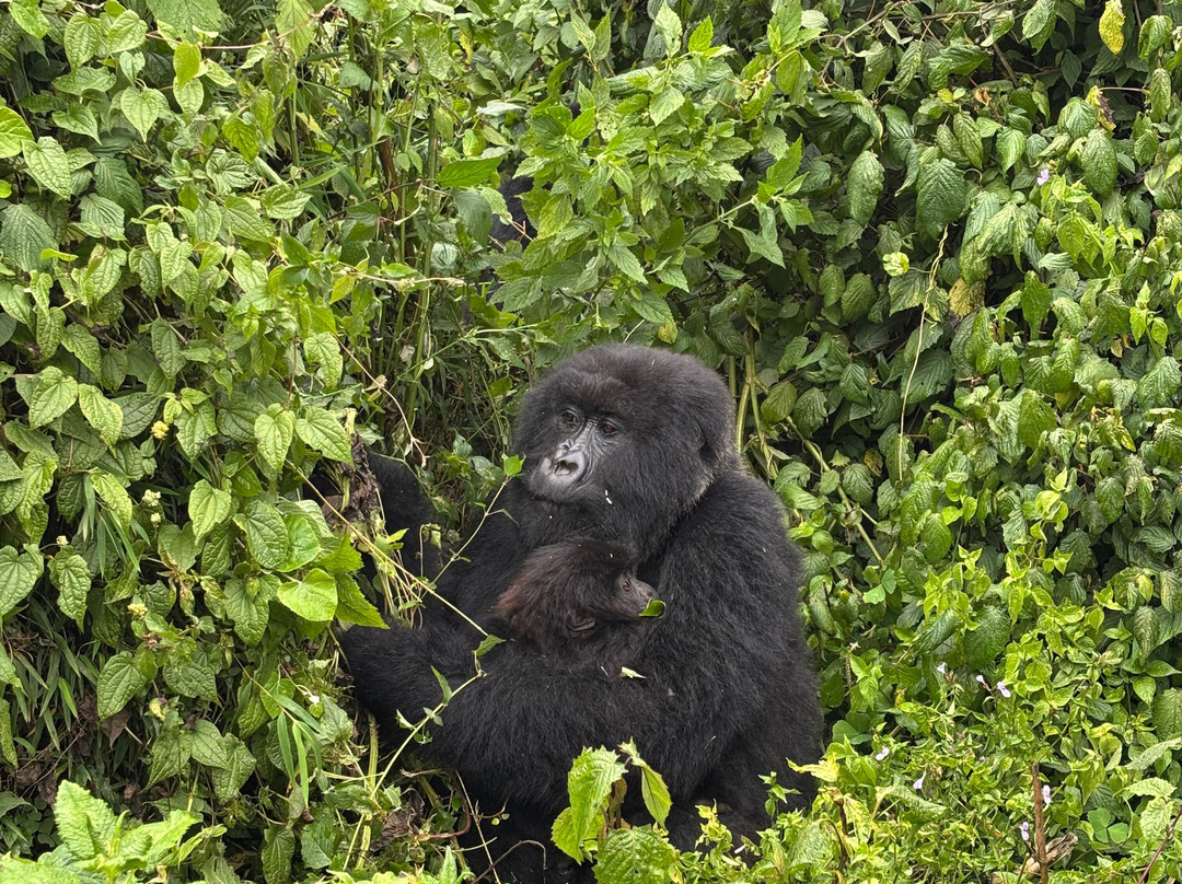 Devine African Safaris-吉佳利必去景点