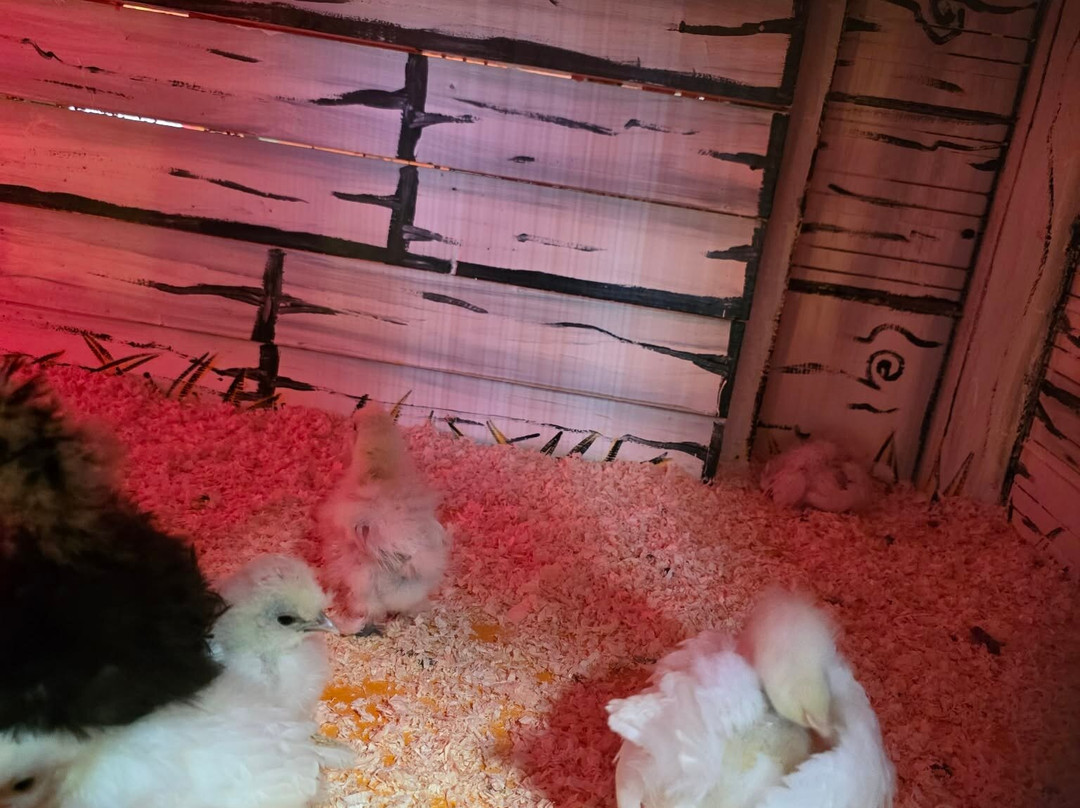 Tweddle Children's Animal Farm-哈特尔普尔必去景点