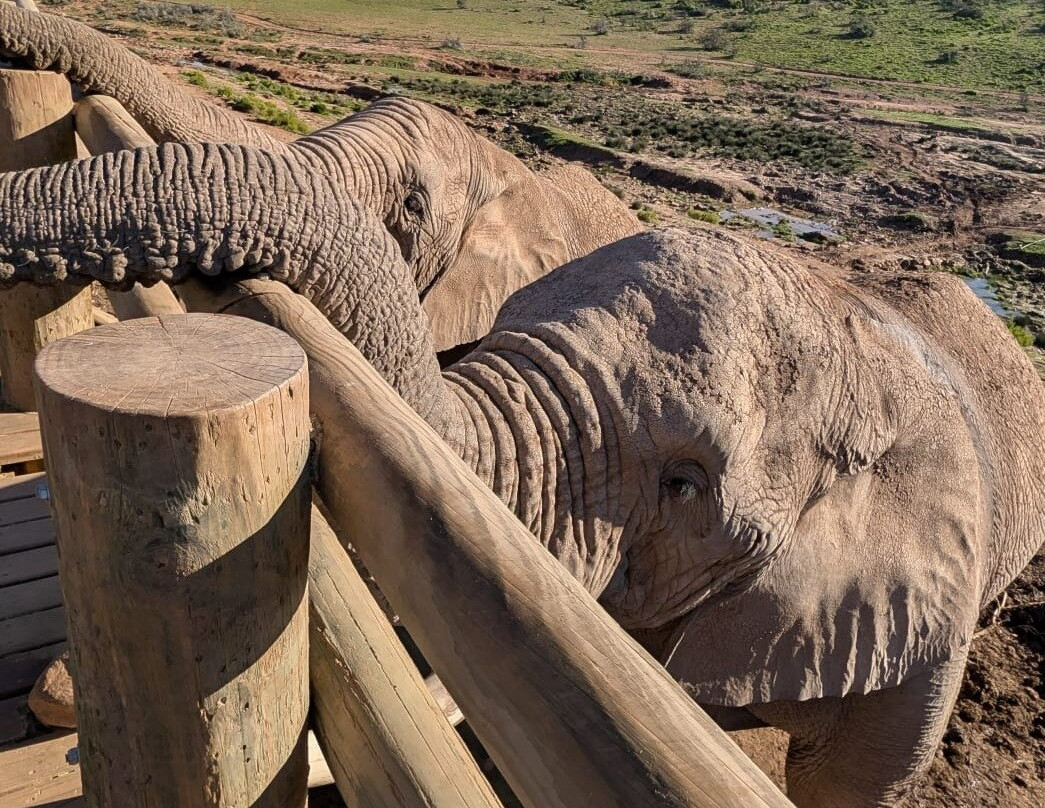 Buffelsdrift Game Lodge - Activities-奥兹洪必去景点