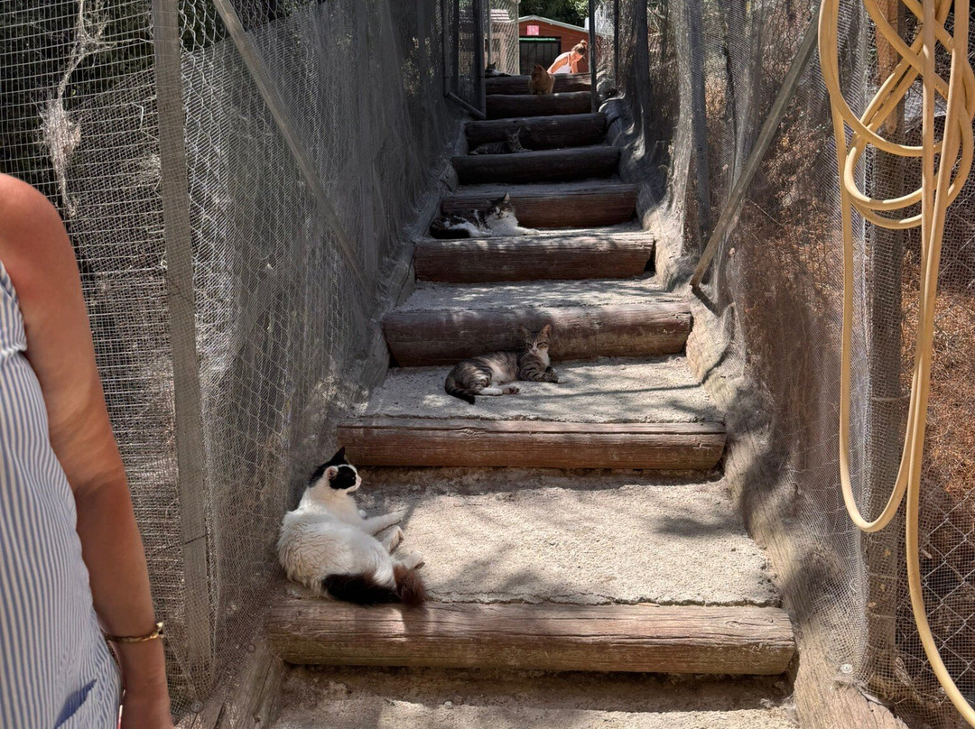 Tala Monastery Cat Park-Tala必去景点