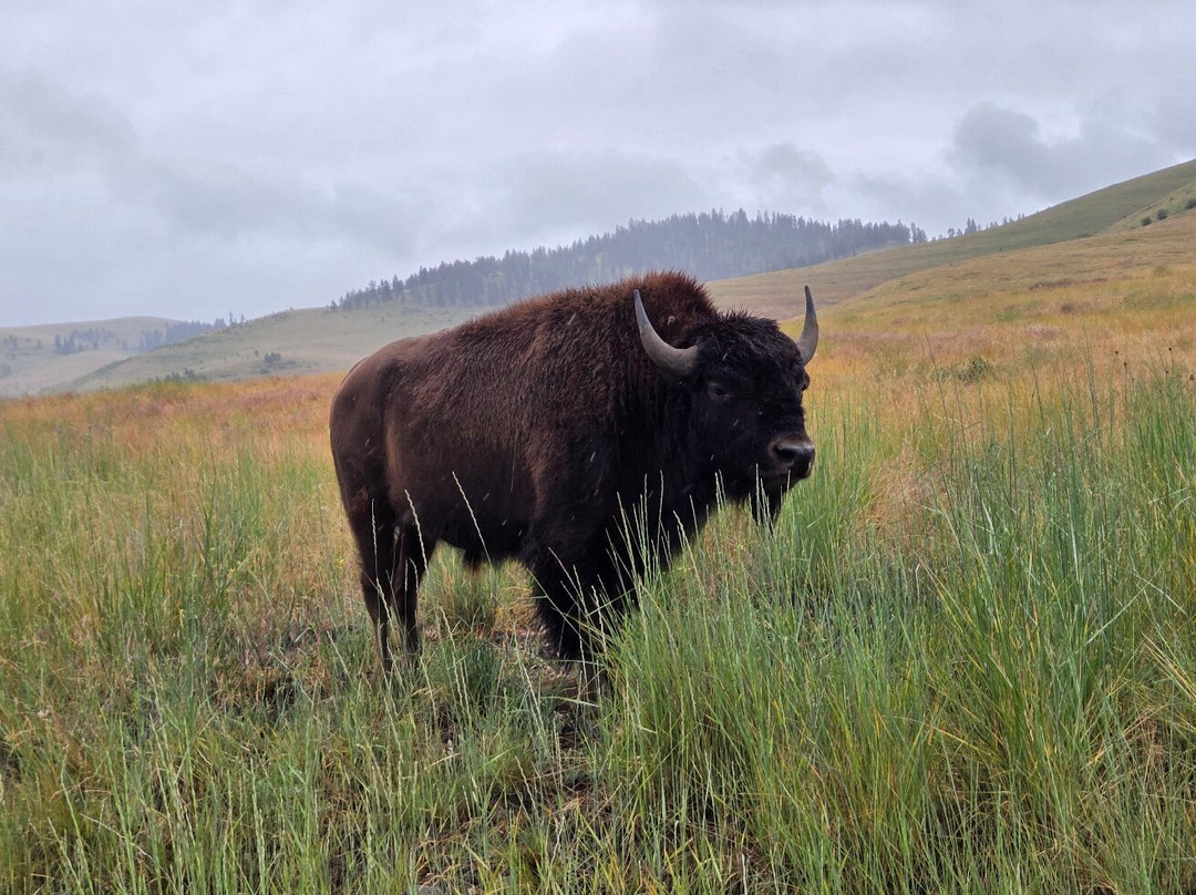 Bison Range-Moiese必去景点
