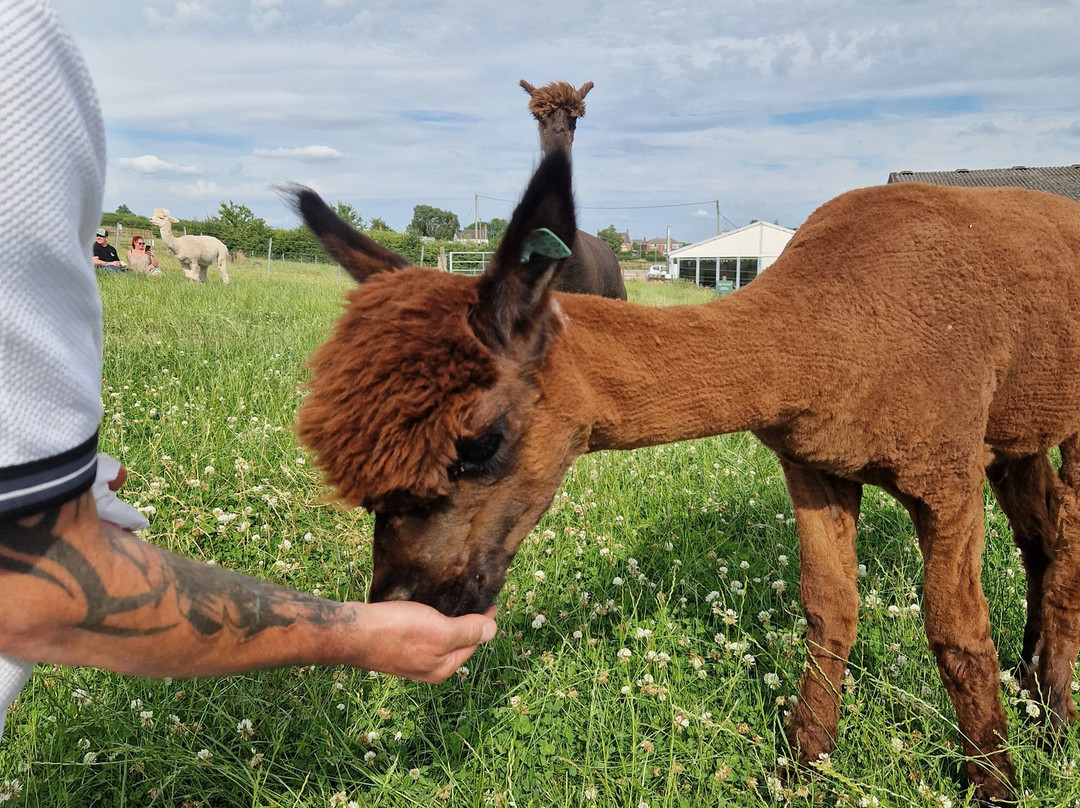 Charnwood Forest Alpacas-Boundary必去景点