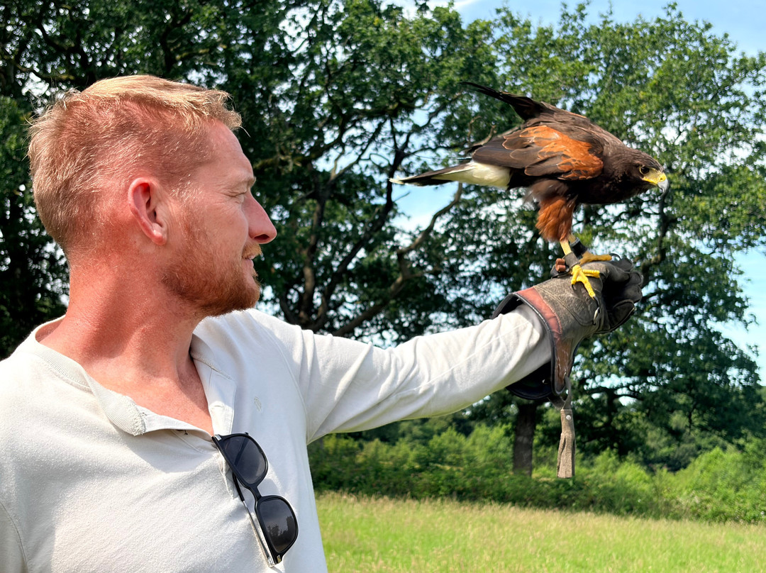 North Devon Hawk Walks-South Molton必去景点