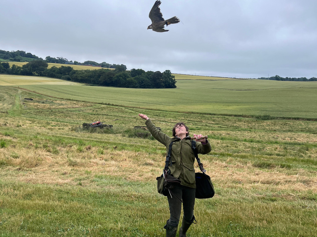Elite Falconry-Kirkcaldy必去景点