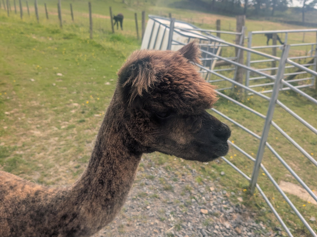 Wreay Syke Alpacas-肯德尔必去景点