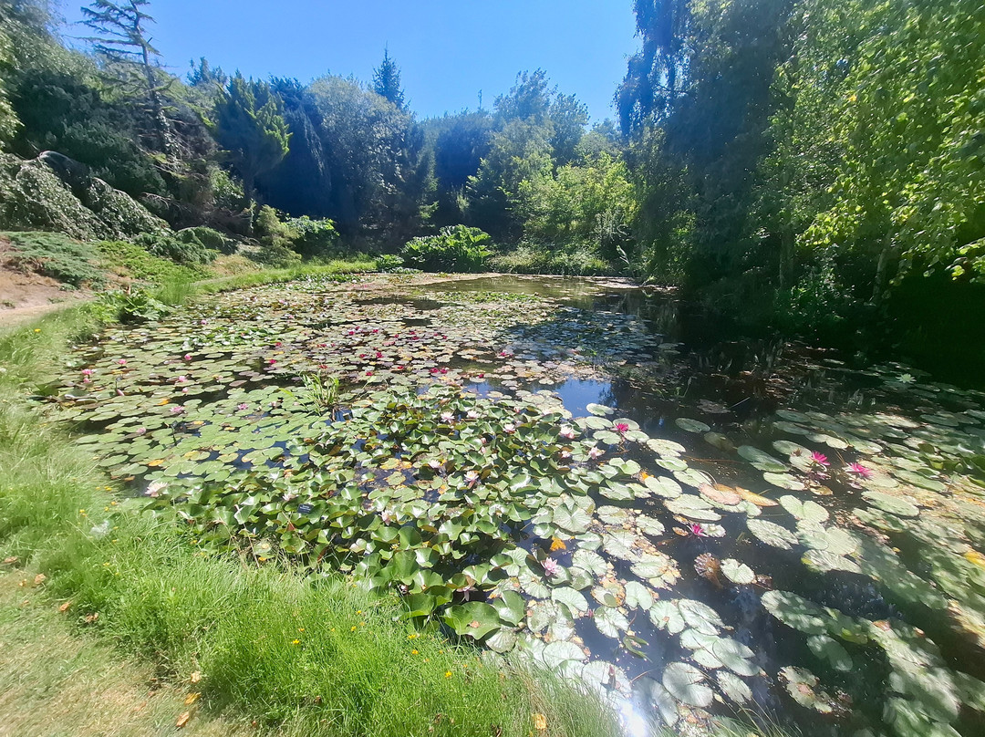 Bennetts Water Gardens-Chickerell必去景点