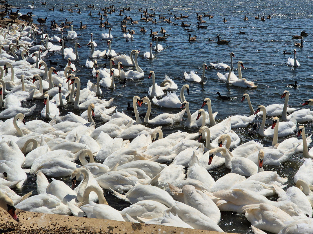 Abbotsbury Swannery-Abbotsbury必去景点