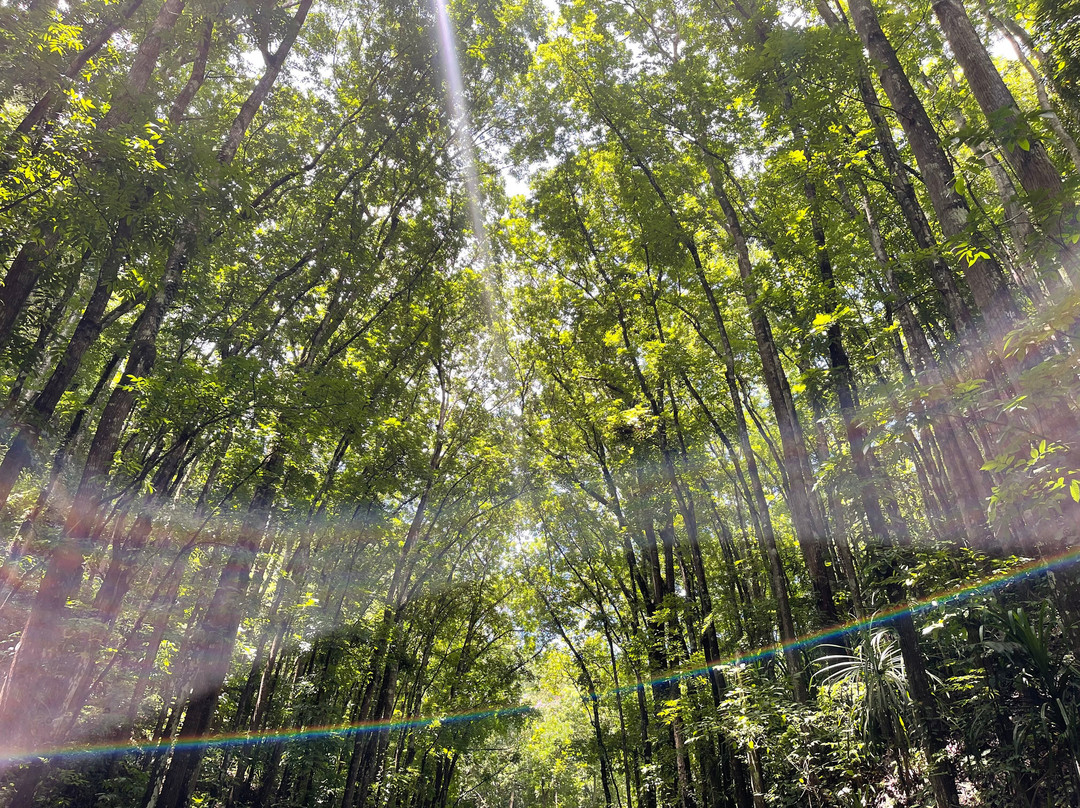 Bilar Man-Made Mahogany forest