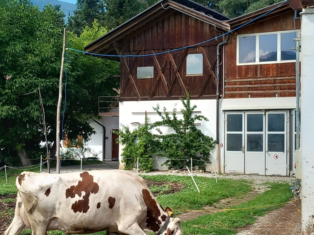 Hofkäserei Gatscher - Caseificio Agricolo-Chienes必去景点