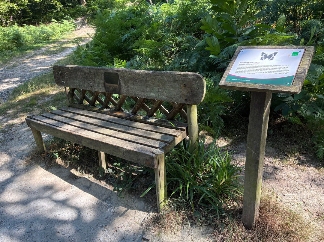Hamstreet Woods National Nature Reserve-Hamstreet必去景点