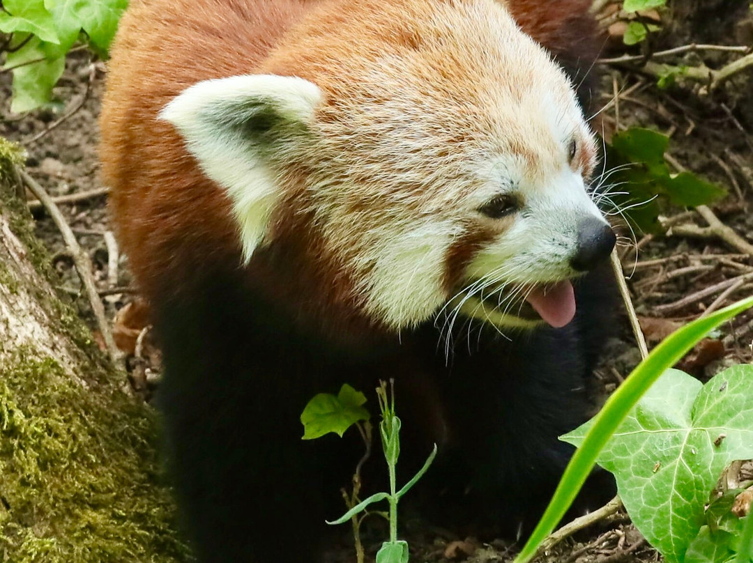 Longleat House-沃敏斯特必去景点