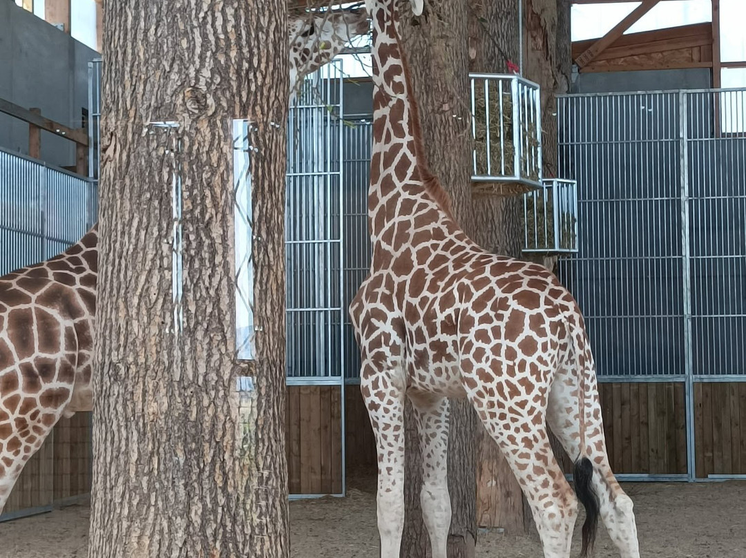 Espace Zoologique de Saint Martin la Plaine-Saint-Martin-la-Plaine必去景点