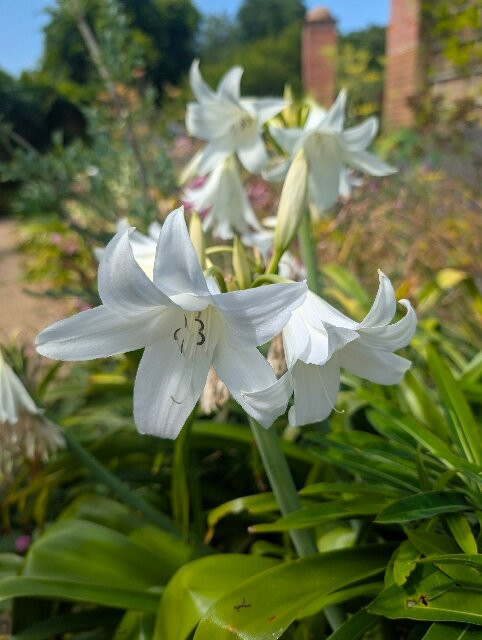 East Ruston Old Vicarage Garden-诺威奇必去景点