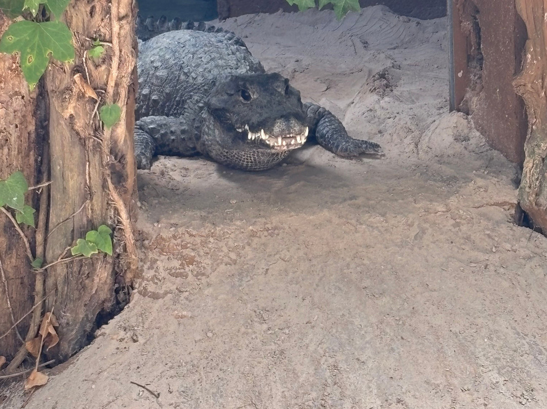 Safari Zoo Mallorca-萨可马必去景点