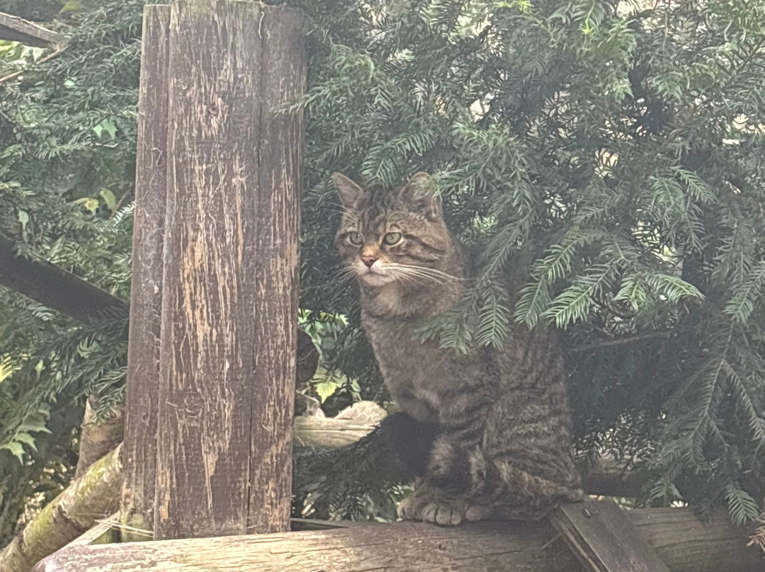 Shepreth Wildlife Park-Shepreth必去景点