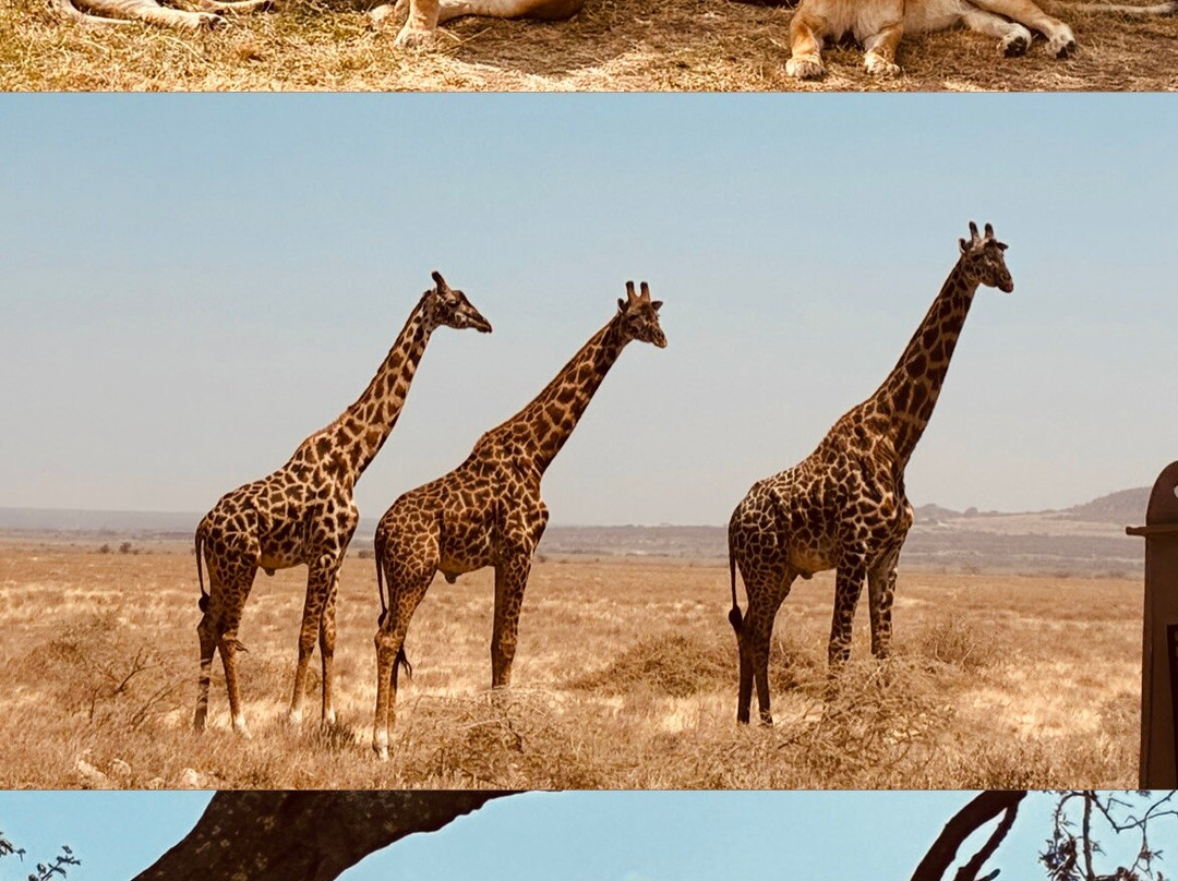 Sereland Africa Safaris-Sakina必去景点