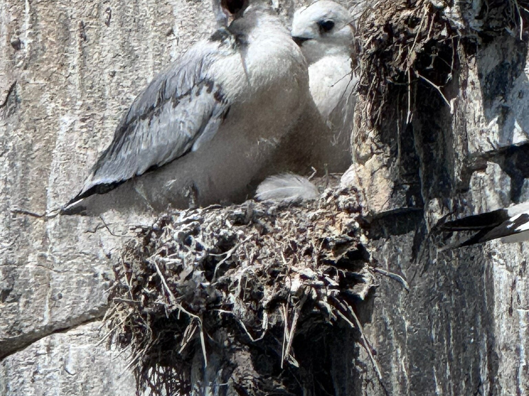 Serenity Farne Island Boat Tours-Seahouses必去景点