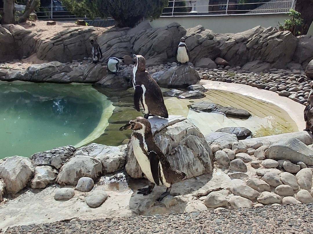 Twycross Zoo-Atherstone必去景点