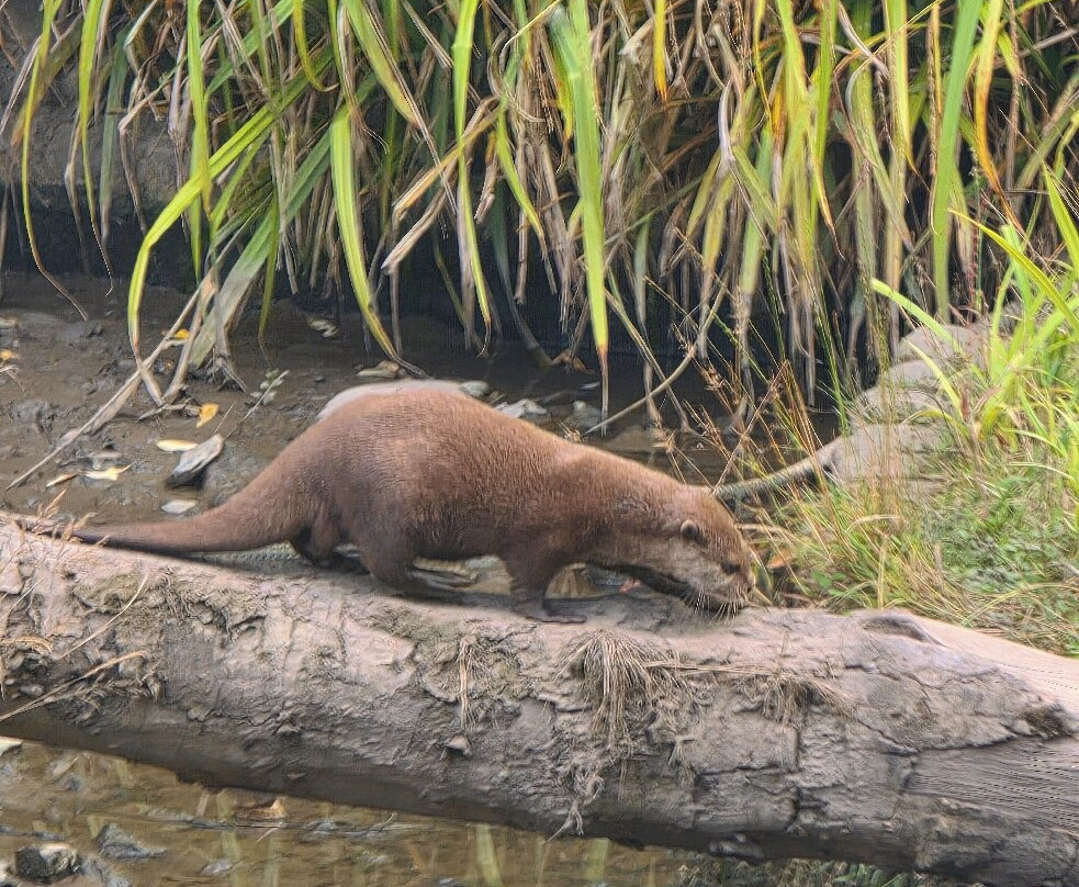 WWT Washington Wetland Centre-Washington必去景点