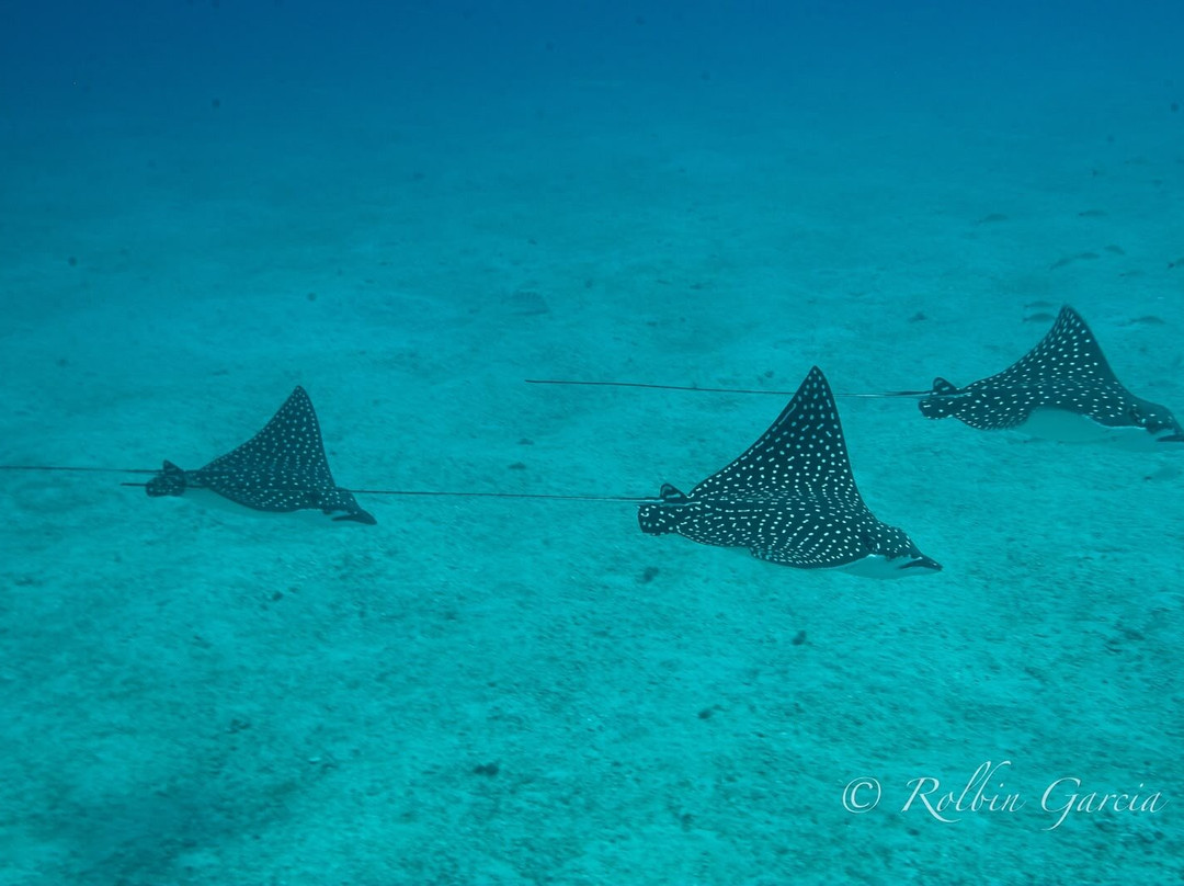 Marea Alta Ocean Adventures-Playas del Coco必去景点