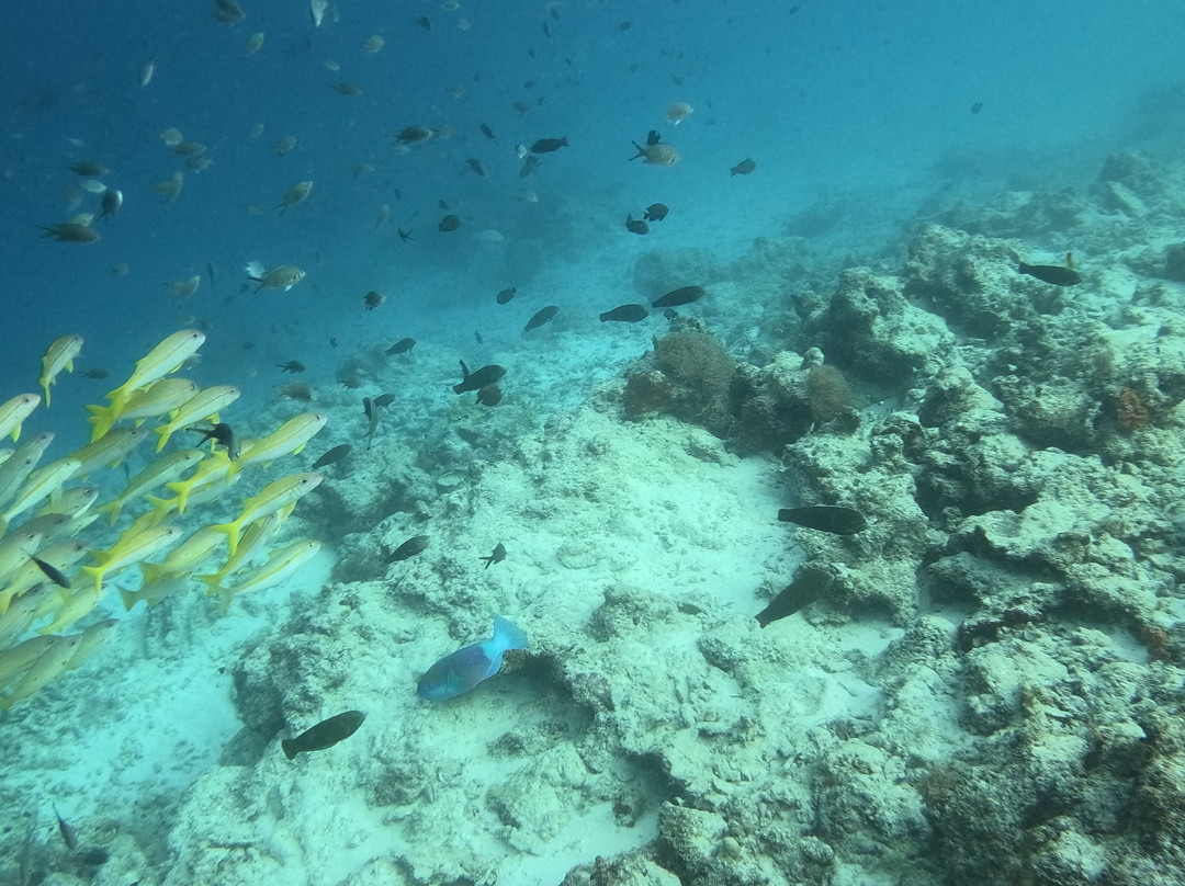 The Zanzibar Dive Centre, One Ocean-基万嘎必去景点