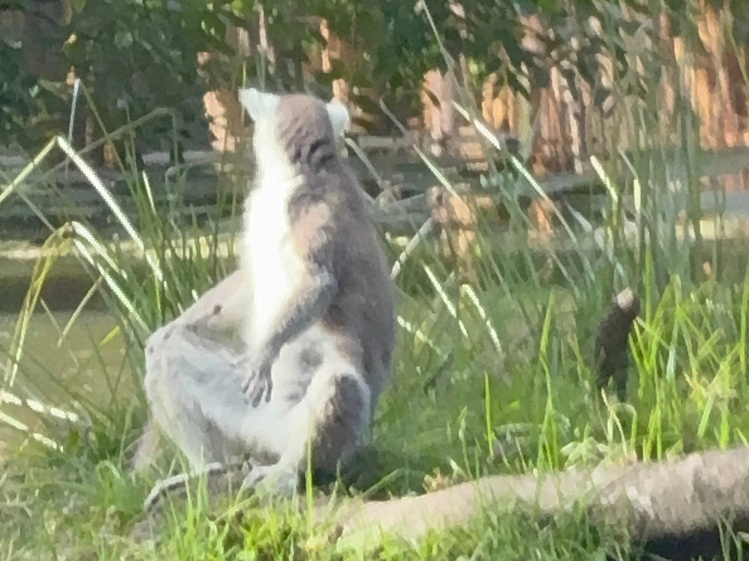 Tsimbazaza Zoo-安塔那那利佛必去景点