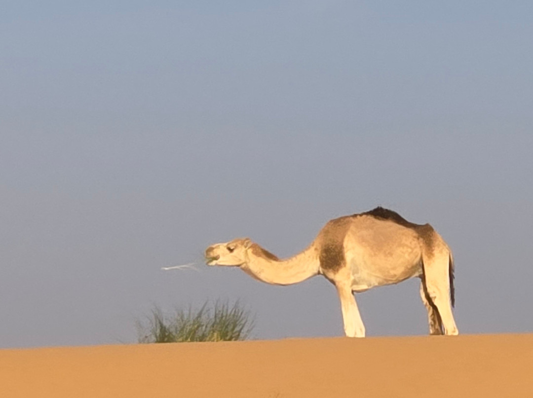 Detours Mauritanie Voyages-Atar必去景点