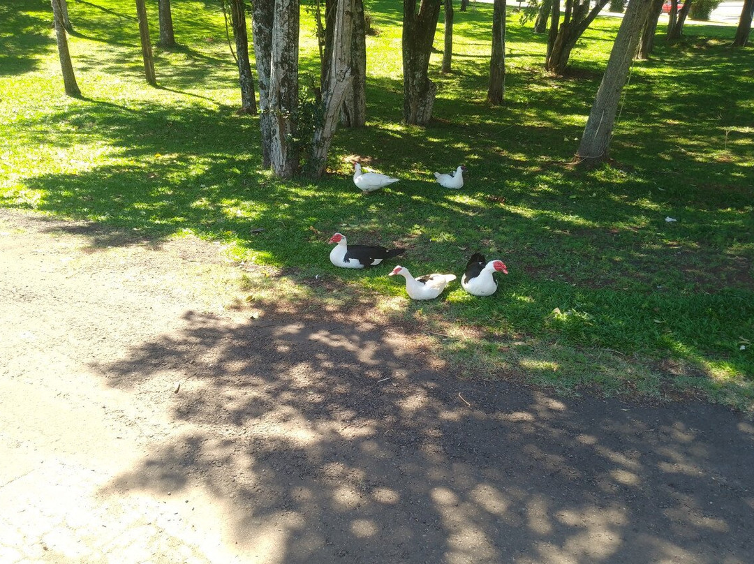 Lago Municipal De Realeza-Realeza必去景点