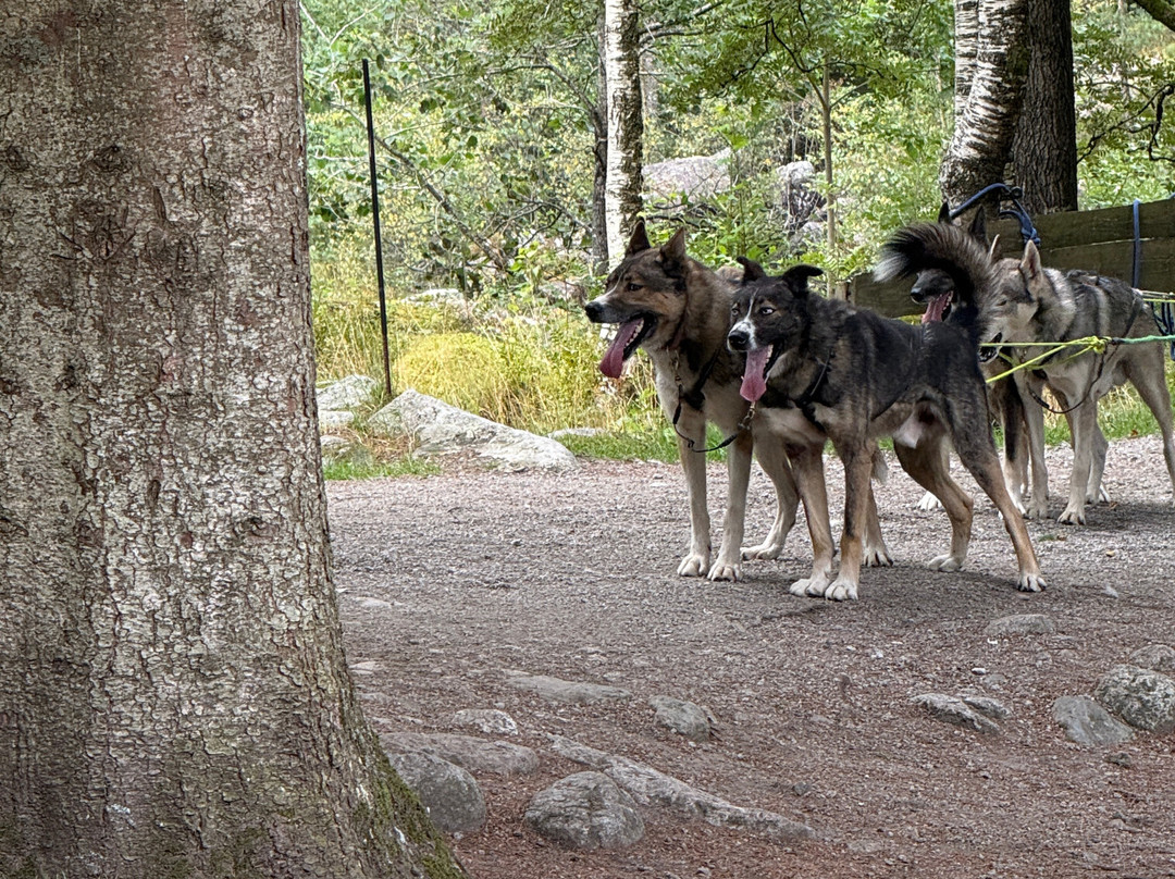 Sirdal Husky Farm-Tonstad必去景点
