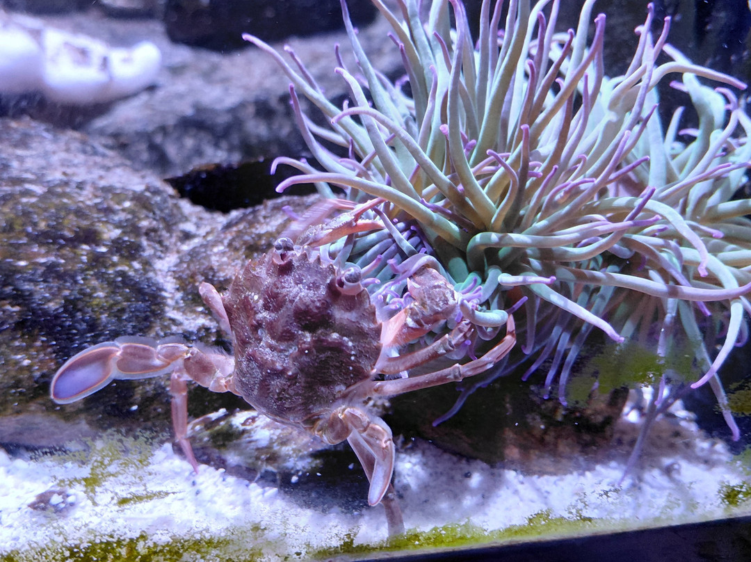 Aquarium GEOMAR-基尔必去景点