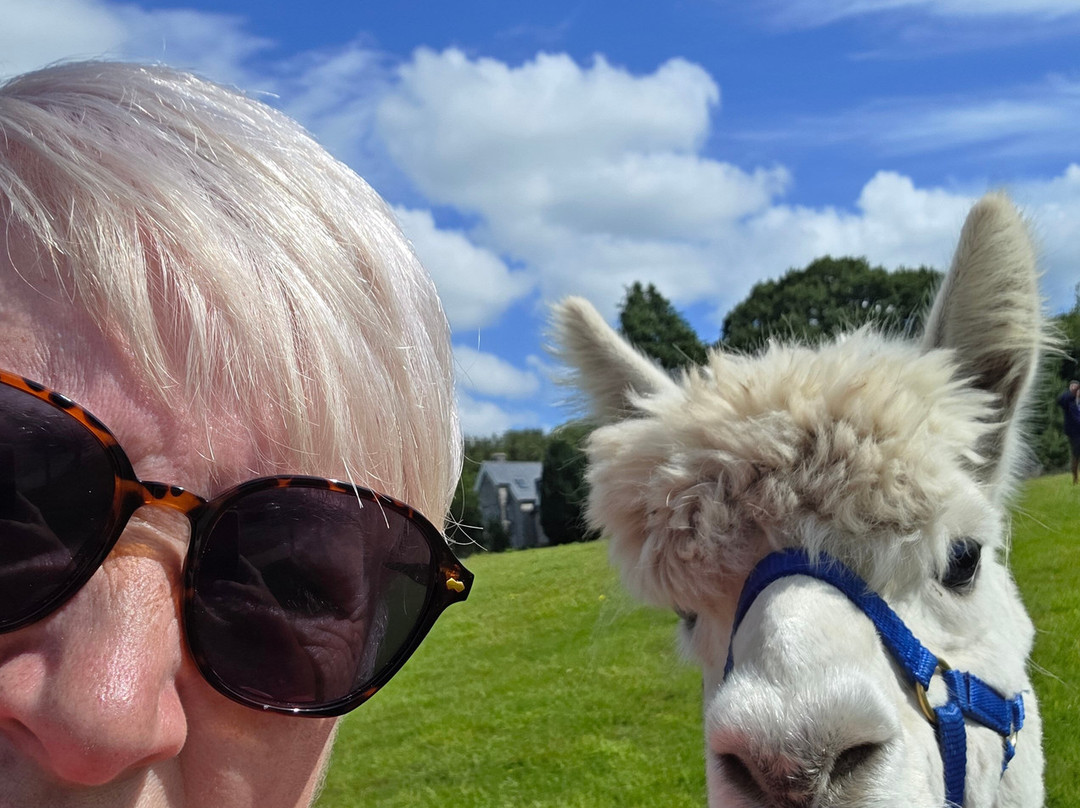 Bardsea Alpacas And Llamas-Bardsea必去景点