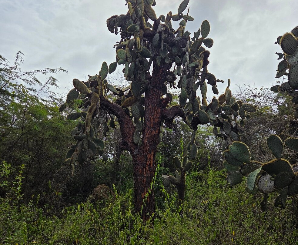 Charles Darwin Research Station-阿约拉港必去景点