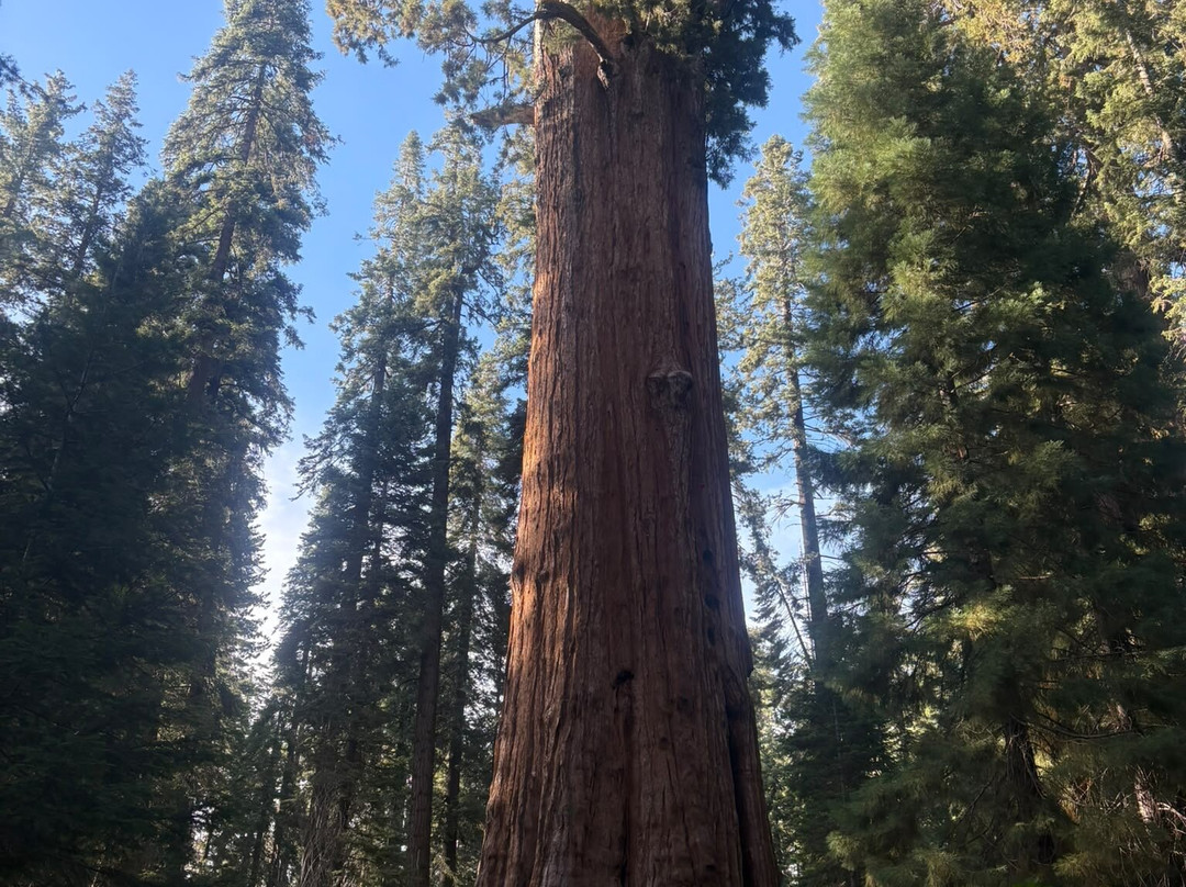 Sequoia National Park-维塞利亚必去景点