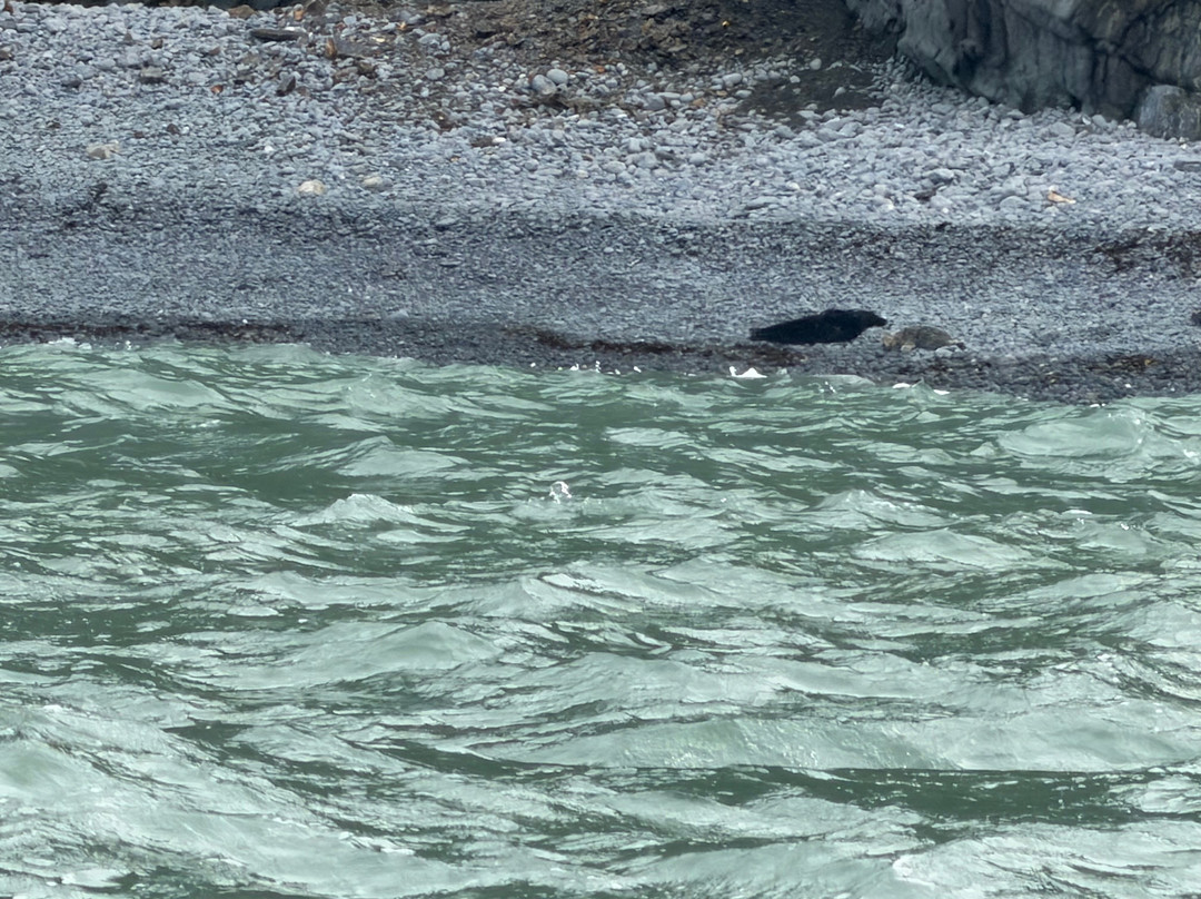 A Bay To Remember Wildlife Boat Trips-St. Dogmaels必去景点