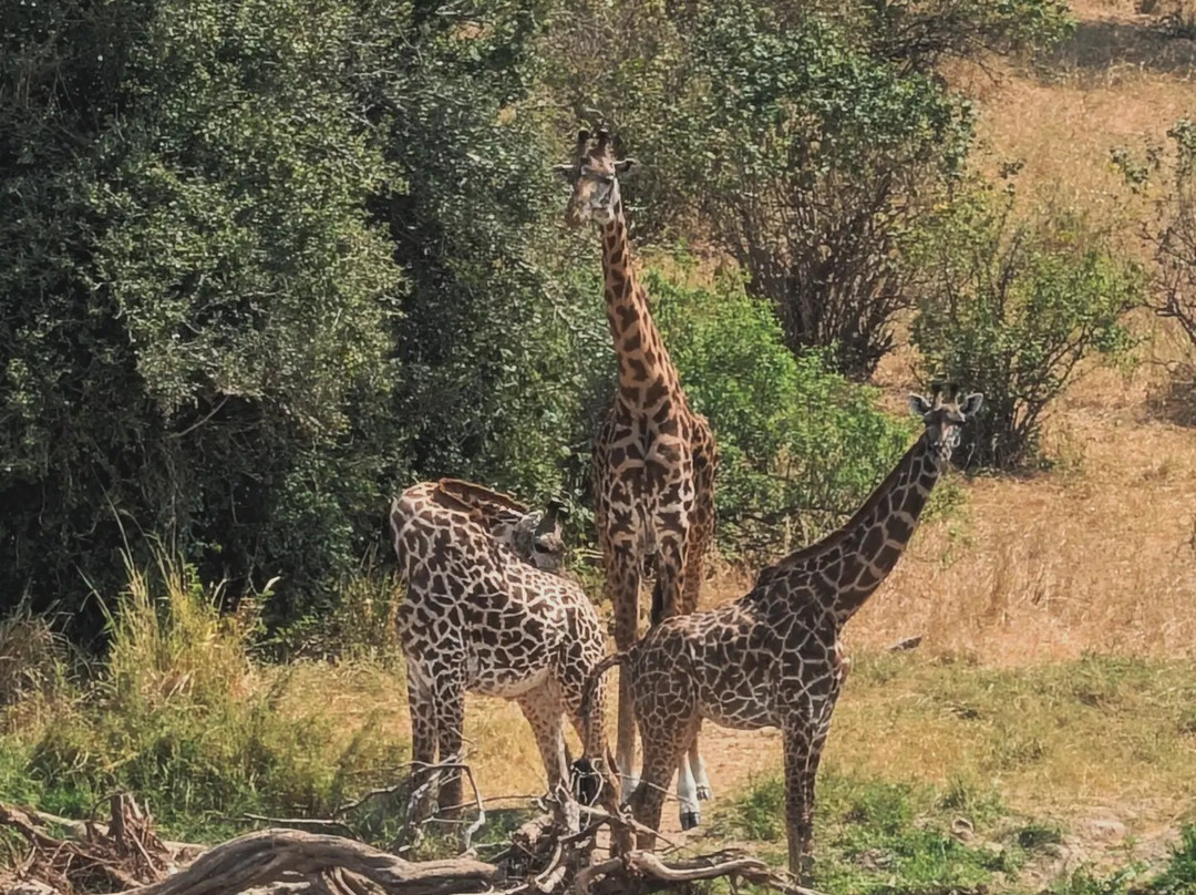 Katikati Tours and Safaris-阿鲁沙必去景点