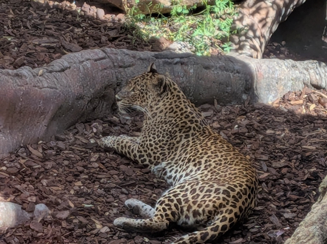 Bioparc Fuengirola-福恩吉罗拉必去景点