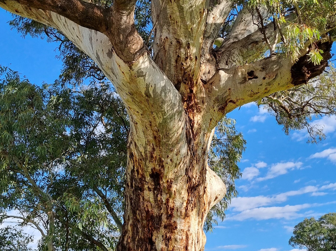 Gekko Safari - Outback Tours-Belair必去景点
